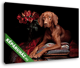 Gyönyörű Vizsla kutya egy csokor rózsával - vászonkép 3D látványterv