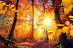 Festői ősz az erdőben, sok nap és élénk színekkel vászonkép, poszter vagy falikép
