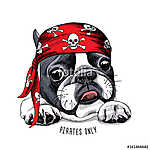 French Bulldog portrait in a pirate bandana. Vector illustration vászonkép, poszter vagy falikép