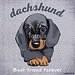 The poster with the portrait of the dog Dachshund. Vector illust vászonkép, poszter vagy falikép