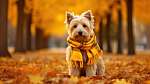 Westie kutyus sállal az őszi avaron vászonkép, poszter vagy falikép