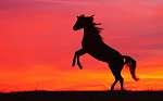 Ágaskodó ló napnyugtában vászonkép, poszter vagy falikép