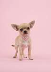 Aranyos chihuahua kutya kutya visel egy gyöngy nyaklánc állt a vászonkép, poszter vagy falikép