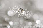 A drop of dew on a dandelion. Macro of dandelion art work. vászonkép, poszter vagy falikép