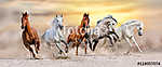 A lóállomány sivatagi porban gyorsan fut a drámai naplemente égb vászonkép, poszter vagy falikép