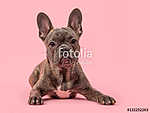 aranyos francia bulldog kutya rózsaszín háttérrel vászonkép, poszter vagy falikép