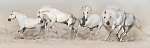 A fehér lóállomány sivatagi porban fut. Világos panoráma a weben vászonkép, poszter vagy falikép