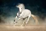 A fehér ló a por sötét háttér előtt fut előre vászonkép, poszter vagy falikép