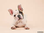 Aranyos francia bulldog kiskutya fekszik egy creme színű backgro vászonkép, poszter vagy falikép