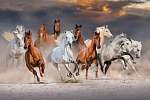 A lóállomány a sivatagi porban gyorsan fut a drámai naplemente é vászonkép, poszter vagy falikép