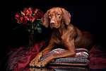 Gyönyörű Vizsla kutya egy csokor rózsával vászonkép, poszter vagy falikép