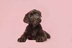Adoble barna labrador kiskutya fekszik rózsaszín háttéren vászonkép, poszter vagy falikép