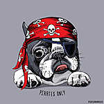 French Bulldog portrait in a pirate bandana. Vector illustration vászonkép, poszter vagy falikép