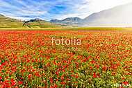 Virágzás a Piano Grande-ban Castelluccio-val, Umbria, Olaszorszá vászonkép, poszter vagy falikép