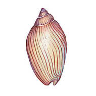Illustrations of sea shell. Marine design. Hand drawn watercolo vászonkép, poszter vagy falikép