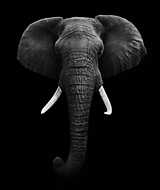 elszigetelt afrikai elefánt vászonkép, poszter vagy falikép