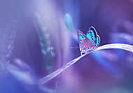Gyönyörű kék ​​pillangó a fűszálon a természetben puha vászonkép, poszter vagy falikép