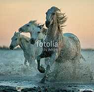 camargue lovak futnak a napfelkelte vízben vászonkép, poszter vagy falikép