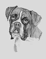Boxer kutyus rajz vászonkép, poszter vagy falikép