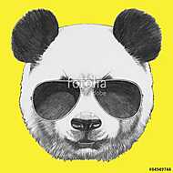 Hand drawn portrait of Panda with sunglasses. Vector isolated el vászonkép, poszter vagy falikép