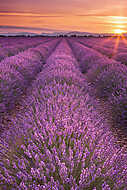 Napkelte a levendula mezei a Provence-ban, Franciaországban vászonkép, poszter vagy falikép