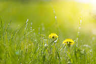 Two bright dandelion in wet grass in sun light. Grass after rain vászonkép, poszter vagy falikép
