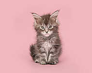 Aranyos fülbevaló baba cica macska ül egy rózsaszín háttér vászonkép, poszter vagy falikép