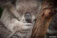 Aranyos alvó vad koala closeup portré vászonkép, poszter vagy falikép