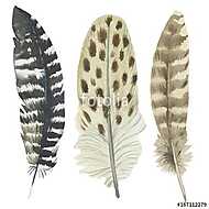 Vector bird feather from wing isolated. Aquarelle feather for ba vászonkép, poszter vagy falikép