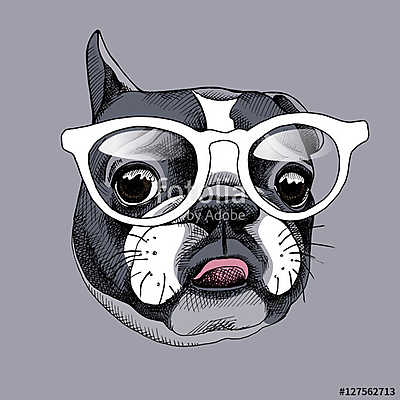 French Bulldog portrait in a glasses. Vector illustration. (keretezett kép) - vászonkép, falikép otthonra és irodába