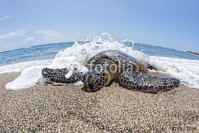 Zöld teknős a homokos strandon Hawaii-ban (fotótapéta) - vászonkép, falikép otthonra és irodába
