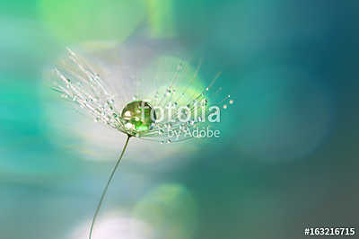 A drop of green on the dandelion seed closeup.Beautiful backgrou (többrészes kép) - vászonkép, falikép otthonra és irodába