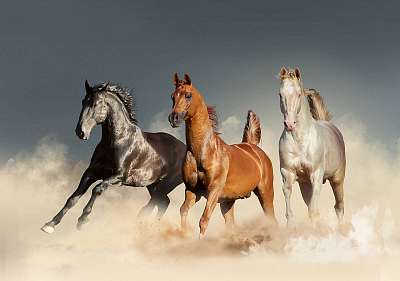 három ló szabadon fut a sivatagban (többrészes kép) - vászonkép, falikép otthonra és irodába