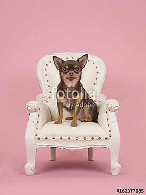 Barna chihuahua kutya ül egy fehér barokk székben egy rózsaszín  (poszter) - vászonkép, falikép otthonra és irodába