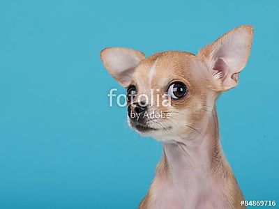 Vicces portré egy aranyos chihuahua kutya kék alapon (fotótapéta) - vászonkép, falikép otthonra és irodába