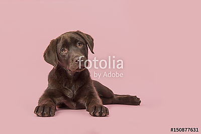 Négy hónapos barna labrador retriever kiskutya fekszik látva f (poszter) - vászonkép, falikép otthonra és irodába