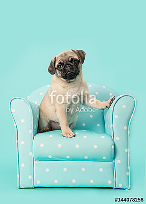 Aranyos ülő fiatal mopsz kutya nézte a kamerát sititng egy bl (poszter) - vászonkép, falikép otthonra és irodába