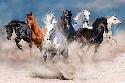 A lóállomány sivatagi porviharban fut (fotótapéta) - vászonkép, falikép otthonra és irodába