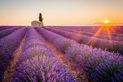 Valensole, Provence, Franciaország. Lavender mező tele lila flow (fotótapéta) - vászonkép, falikép otthonra és irodába