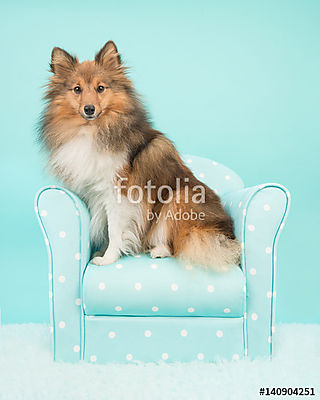 Szép shetlandi juhászkutya vagy sheltie türkiz székben (fotótapéta) - vászonkép, falikép otthonra és irodába