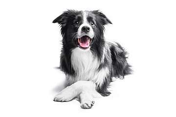 Border collie kutya (bögre) - vászonkép, falikép otthonra és irodába