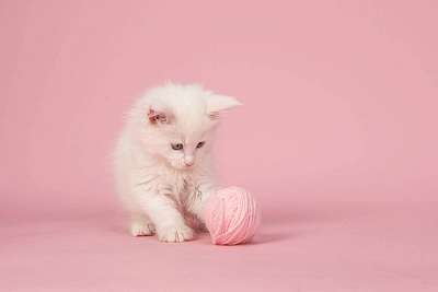 Fehér fõszaru baba macska, piros rózsaszín gyapjú golyóval (fotótapéta) - vászonkép, falikép otthonra és irodába