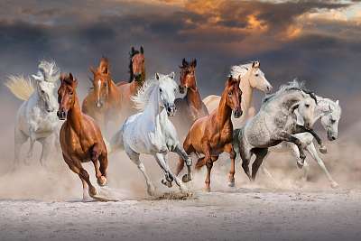 A lóállomány a sivatagi porban gyorsan fut a drámai naplemente é (fotótapéta) - vászonkép, falikép otthonra és irodába