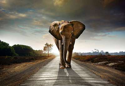 Gyalogoló elefánt (bögre) - vászonkép, falikép otthonra és irodába