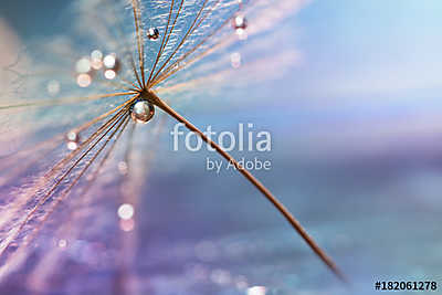 A drop of water. A beautiful macro dandelion with a drop of wate (keretezett kép) - vászonkép, falikép otthonra és irodába