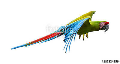 Zöld papagáj repül (többrészes kép) - vászonkép, falikép otthonra és irodába